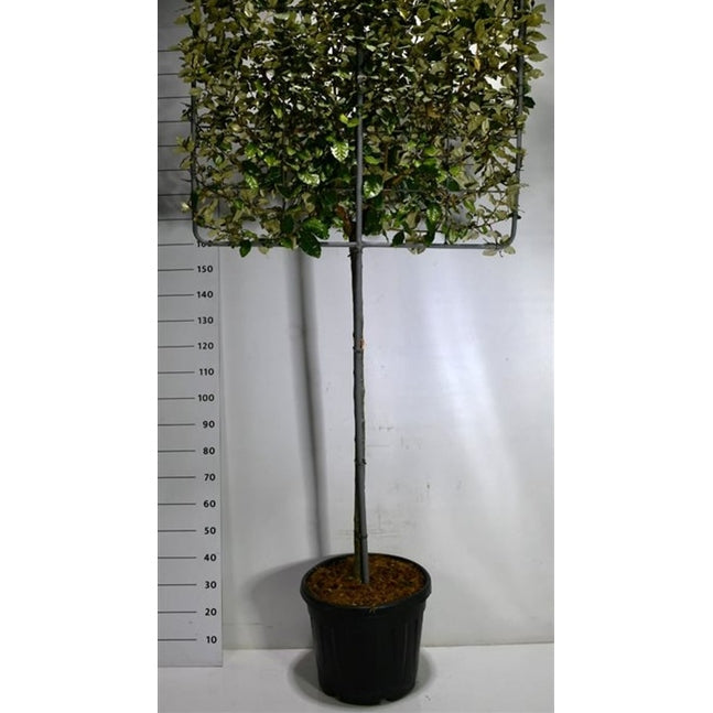 Silverolvon – Elaeagnus ebbingei 'Compacta' - C45 120 cm. Stam Leivorm